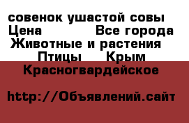 совенок ушастой совы › Цена ­ 5 000 - Все города Животные и растения » Птицы   . Крым,Красногвардейское